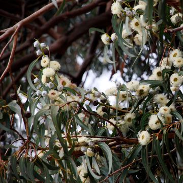 Eucalyptus globulus - Blauwe gomboom
