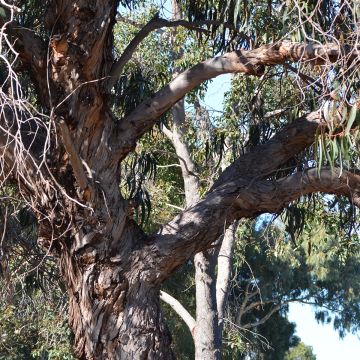 Eucalyptus globulus bicostata - Gomboom