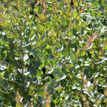 Eucalyptus latens Moon Lagoon - Boeketje-gomboom