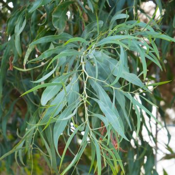 Eucalyptus nicholii - Gomboom