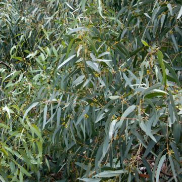 Eucalyptus paliformis - Gomboom