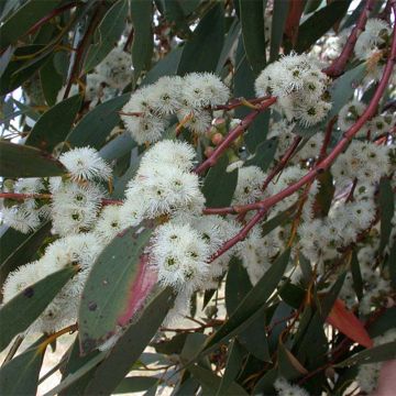 Eucalyptus parviflora - Gomboom