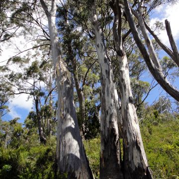 Eucalyptus pulchella - Gomboom