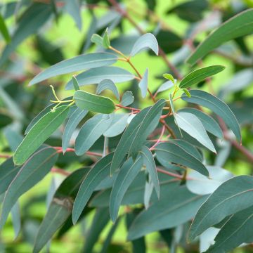 Eucalyptus saxatilis - Gomboom