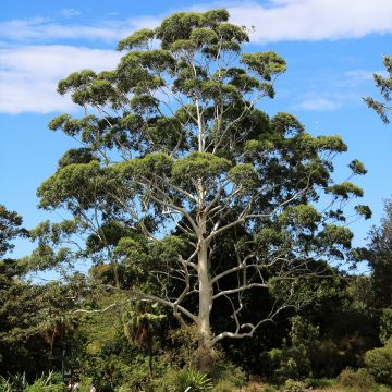 Eucalyptus scoparia - Gomboom
