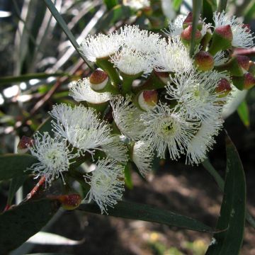 Eucalyptus gregsoniana - Gomboom