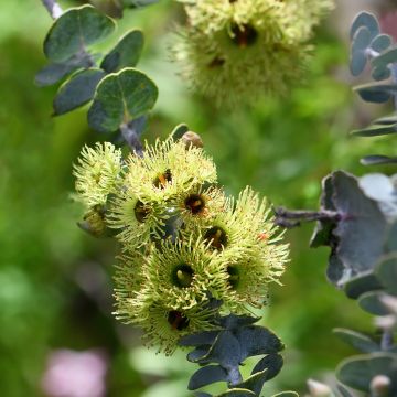 Eucalyptus kruseana (zaad) - Boeketje-gomboom