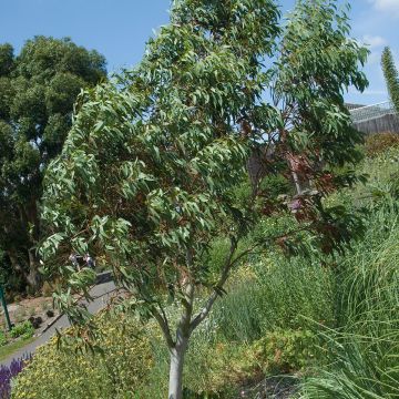 Eucalyptus niphophila (zaad) - Sneeuweucalyptus