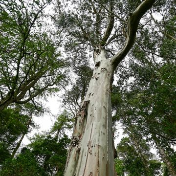 Eucalyptus regnans (zaad) - Reuzeneucalyptus