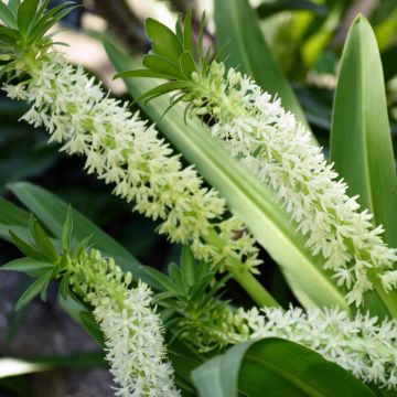 Eucomis Playa Blanca - Kuiflelie