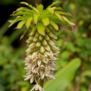 Eucomis bicolor - Kuiflelie