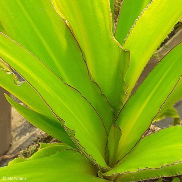 Eucomis comosa Can Can - Ananasplant