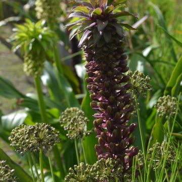 Eucomis comosa Indian Summer - Ananasbloem