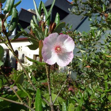 Eucryphia lucida Pink Cloud - Leatherwood