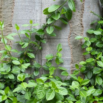 Euonymus fortunei Radicans - Kardinaalsmuts