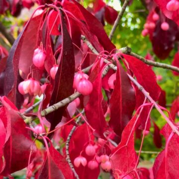 Euonymus grandiflorus Ruby Wine - Kardinaalsmuts