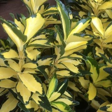 Euonymus japonicus Exstase - Japanse kardinaalsmuts