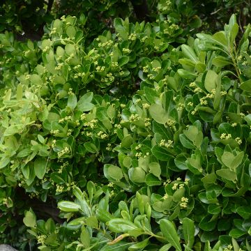 Euonymus japonicus - Japanse kardinaalsmuts