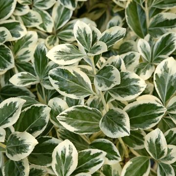 Euonymus japonicus Kathy - Japanse kardinaalsmuts