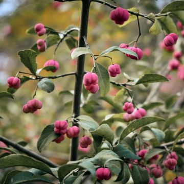 Euonymus vidalii - Kardinaalsmuts