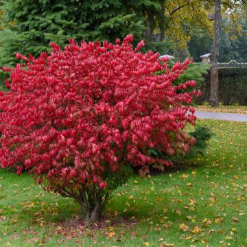 Euonymus alatus Fire Ball - Gevleugelde kardinaalsmuts