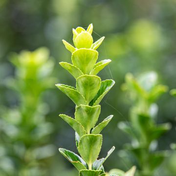 Euonymus japonicus Green Rocket - Japanse kardinaalsmuts