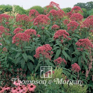Eupatorium maculatum Atropurpureum (zaad) - Koninginnenkruid