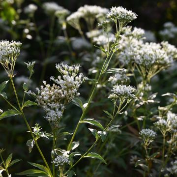 Eupatorium Bartered Bride - Leverkruid