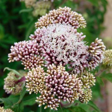 Eupatorium cannabinum Plenum - Koninginnekruid