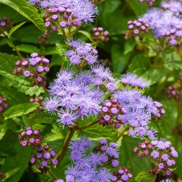 Eupatorium coelestinum - Leverkruid