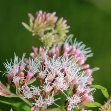 Eupatorium fortunei - Koninginnekruid
