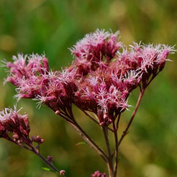 Eupatorium maculatum - Koninginnenkruid