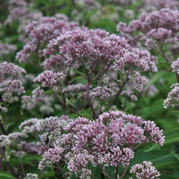 Eupatorium maculatum Phantom - Koninginnenkruid