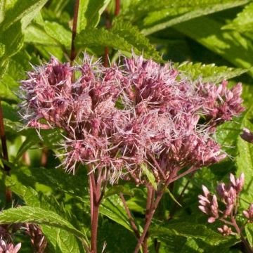 Eupatorium maculatum Purple Bush - Koninginnenkruid