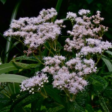 Eupatorium perfoliatum - Doorgroeid leverkruid