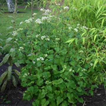 Eupatorium rugosum - Koninginnekruid