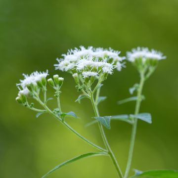 Eupatorium rugosum - Koninginnekruid