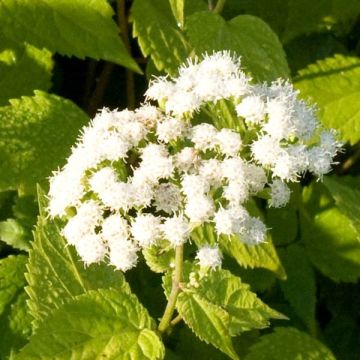 Eupatorium rugosum Braunlaub - Koninginnekruid