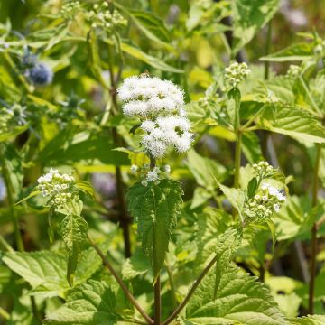 Eupatorium rugosum Braunlaub - Koninginnekruid