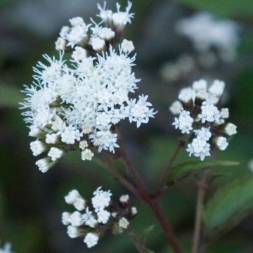 Eupatorium rugosum Chocolate - Koninginnekruid
