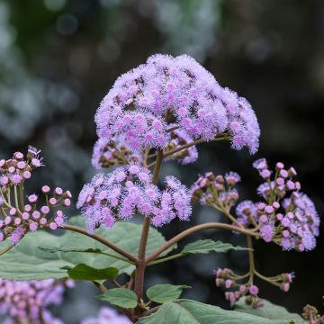 Eupatorium sordidum - Eupatoire