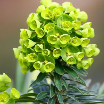 Euphorbia Redwing - Wolfsmelk