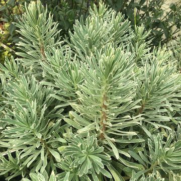 Euphorbia characias Wilcott - Wolfsmelk