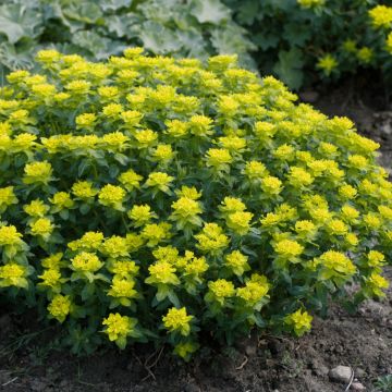 Euphorbia polychroma Candy - Kleurige wolfsmelk