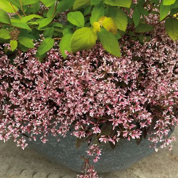 Euphorbia Shades in Pink - Wolfsmelk