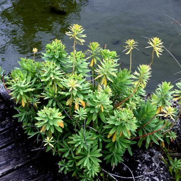 Euphorbia glauca - Wolfsmelk