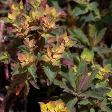 Euphorbia polychroma Purpurea - Kleurige wolfsmelk