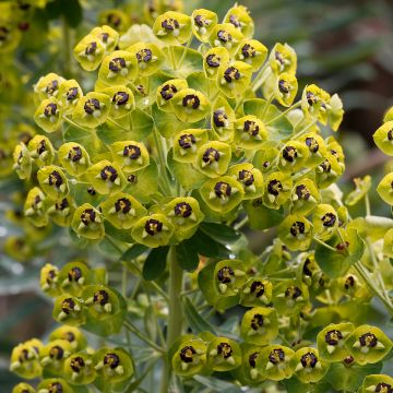 Euphorbia characias - Wolfsmelk