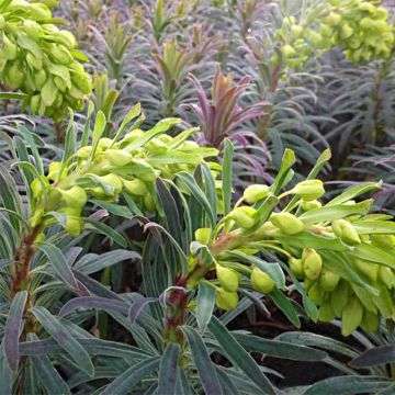 Euphorbia characias Purple and Gold - Wolfsmelk
