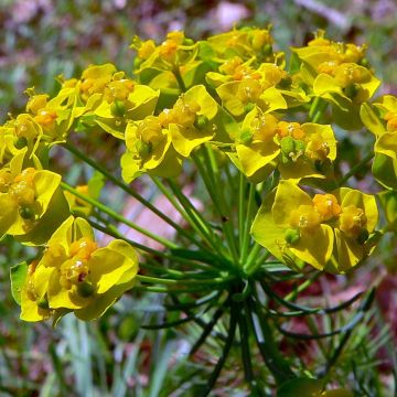 Euphorbia cyparissias Clarice Howard - Cipreswolfsmelk